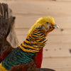 Premier Red Golden Chinese Pheasant Taxidermy Mount GB4190