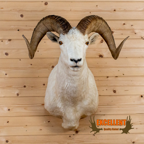 alaska dall sheep taxidermy shoulder mount for sale