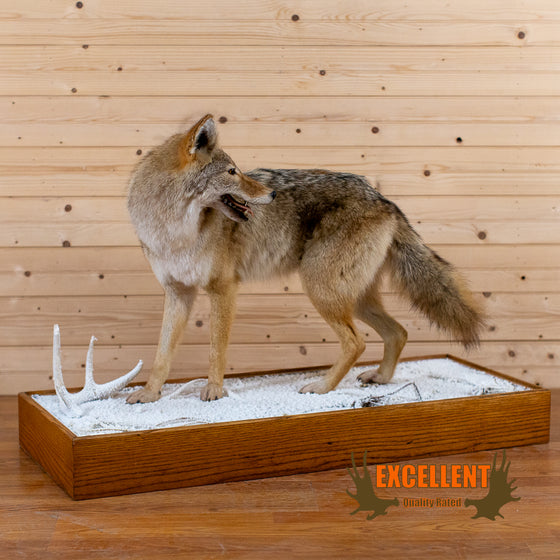 Excellent Coyote Taxidermy Lifesize Full Body Mount GB4200