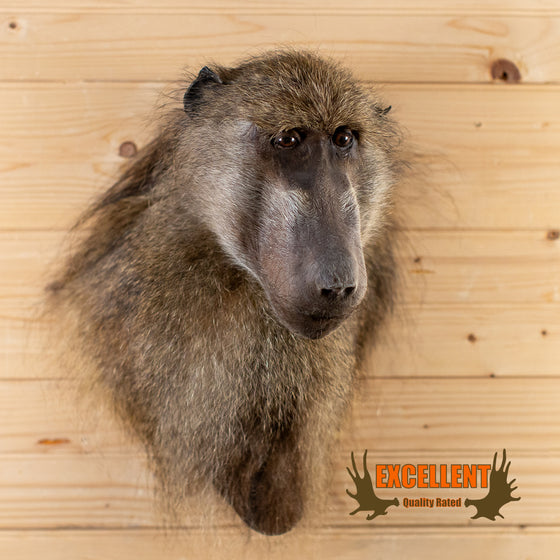 African chacma baboon taxidermy mount for sale