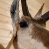 Excellent Pronghorn Antelope Taxidermy Shoulder Mount JC6002