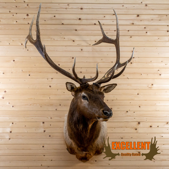 rocky mountain elk taxidermy shoulder mount for sale