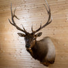 Excellent 6X6 Rocky Mountain Elk Taxidermy Mount JC6003