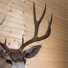 Premier 10 Point Mule Deer Buck Taxidermy Shoulder Mount JC6004