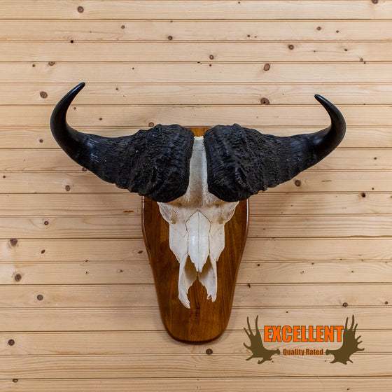 African cape buffalo skull horns european mount for sale