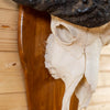Excellent African Cape Buffalo Horns and Skull European Mount JC6004B