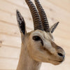 Excellent Thompson's Gazelle Taxidermy Shoulder Mount JC6007