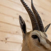 Excellent Thompson's Gazelle Taxidermy Shoulder Mount JC6007