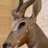 Excellent African Lesser Kudu Taxidermy Shoulder Mount JC6009