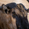 Excellent African Blue Wildebeest Taxidermy Shoulder Mount JC6020