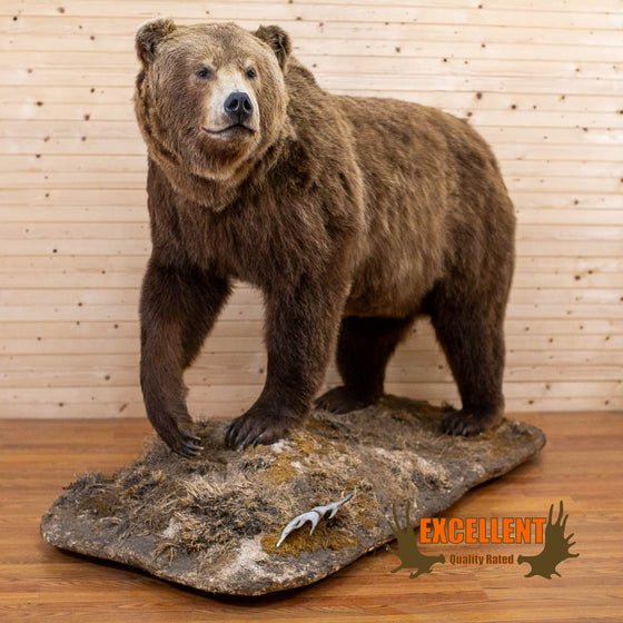 alaska brown bear full body lifesize taxidermy mount for sale