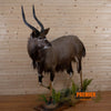 African full body lifesize nyala taxidermy mount for sale