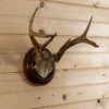 Nice Vintage 6 Point Whitetail Buck Deer Skull & Antlers European Mount LB5006