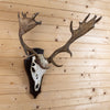Excellent Fallow Deer Taxidermy European Skull & Antlers Mount LB5016