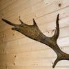 Excellent Fallow Deer Taxidermy European Skull & Antlers Mount LB5016