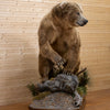Premier Brown Bear Full-Body Lifesize Taxidermy Mount NR4001