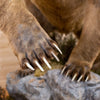 Premier Brown Bear Full-Body Lifesize Taxidermy Mount NR4001