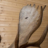 Premier Yukon Moose Taxidermy Shoulder Mount NR4005