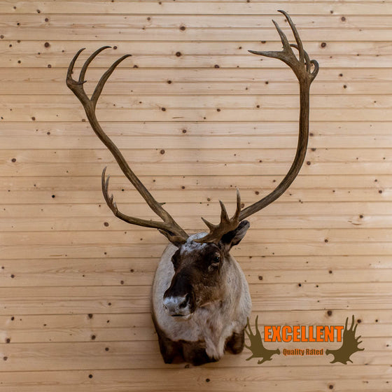 barren ground caribou taxidermy shoulder mount for sale