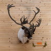 Quebec Labrador Woodland caribou taxidermy shoulder mount for sale