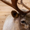 Excellent Woodland Caribou Taxidermy Shoulder Mount NR4010