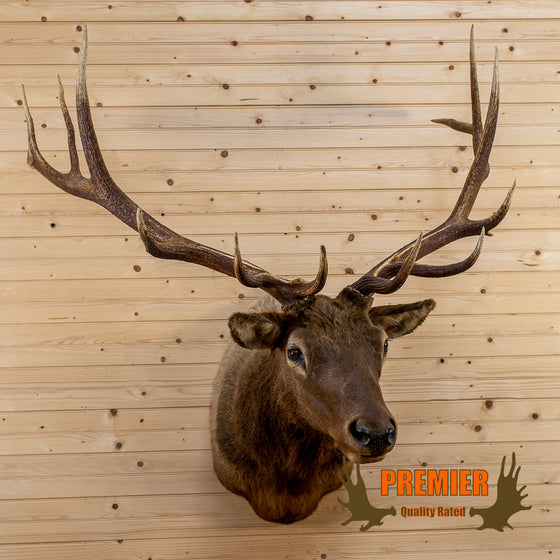 13 point rocky mountain elk taxidermy shoulder mount for sale