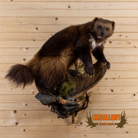 full body wolverine taxidermy mount for sale
