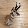 Excellent Pronghorn Antelope Taxidermy Shoulder Mount NR4017