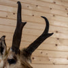 Excellent Pronghorn Antelope Taxidermy Shoulder Mount NR4017