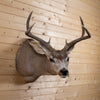 Excellent 6 Point Columbian Blacktail Deer Buck Taxidermy Shoulder Mount NR4021
