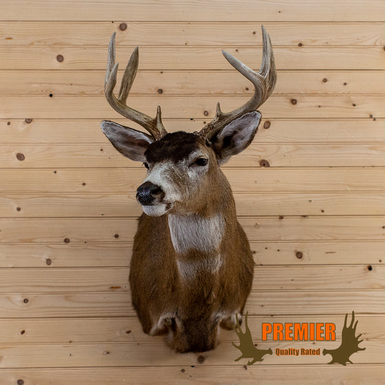 sitka blacktail deer buck taxidermy trophy shoulder mount for sale