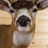 Premier 8 Point Sitka Blacktail Deer Buck Taxidermy Shoulder Mount NR4022