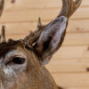 Premier 8 Point Sitka Blacktail Deer Buck Taxidermy Shoulder Mount NR4022