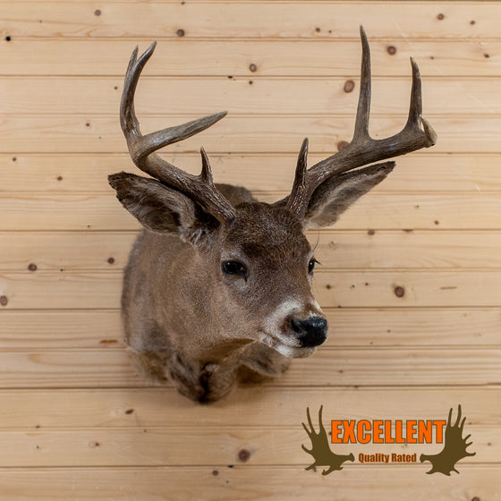 coues deer buck taxidermy trophy shoulder mount for sale