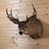 Excellent 8 Point Coues Deer Buck Taxidermy Mount NR4026