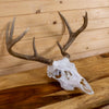 Excellent 7-Point Whitetail Buck Deer Skull & Antlers Taxidermy Mount NR4029