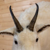 Excellent Half-body Mountain Goat Taxidermy Mount NR4032
