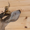 Cabin Grade Coues Deer Buck Taxidermy Mount NR4035