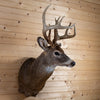 Nice 5X6 Whitetail Buck Deer Taxidermy Shoulder Mount SN4001