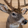 Nice 5X6 Whitetail Buck Deer Taxidermy Shoulder Mount SN4001