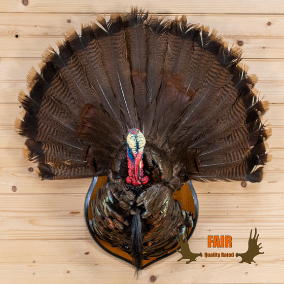 eastern tom turkey taxidermy mount for sale