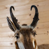 Nice Pronghorn Antelope Taxidermy Shoulder Mount SN4013