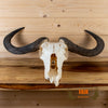 african blue wildebeest skull with horns for sale