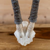 African Sable Antelope Skull Top with Removable Horns SN4026