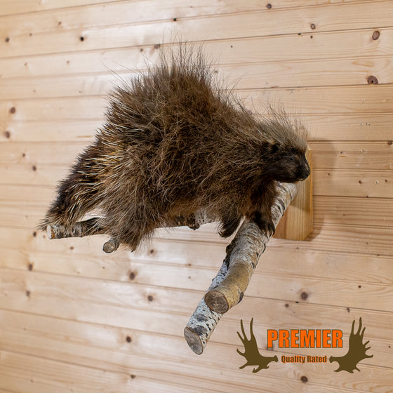 full body lifesize porcupine taxidermy mount for sale