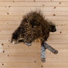 Premier Full Body Porcupine Taxidermy Mount SW11324