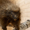 Premier Full Body Porcupine Taxidermy Mount SW11324