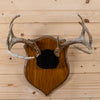Nice Vintage 7 Point Whitetail Buck Deer Skull & Antlers European Mount SW11328
