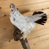 Nice Perched Ptarmigan Taxidermy Mount in Early Summer Plumage SW11335