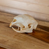 Excellent African Crested Porcupine Skull SW3776